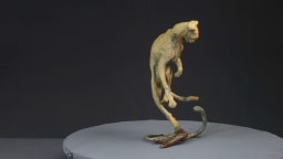 Guépard et cobra - vue 6
