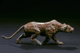 Lionne à l'affût - vue 1