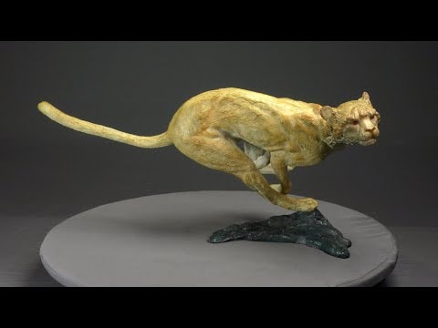 Agression de guépard