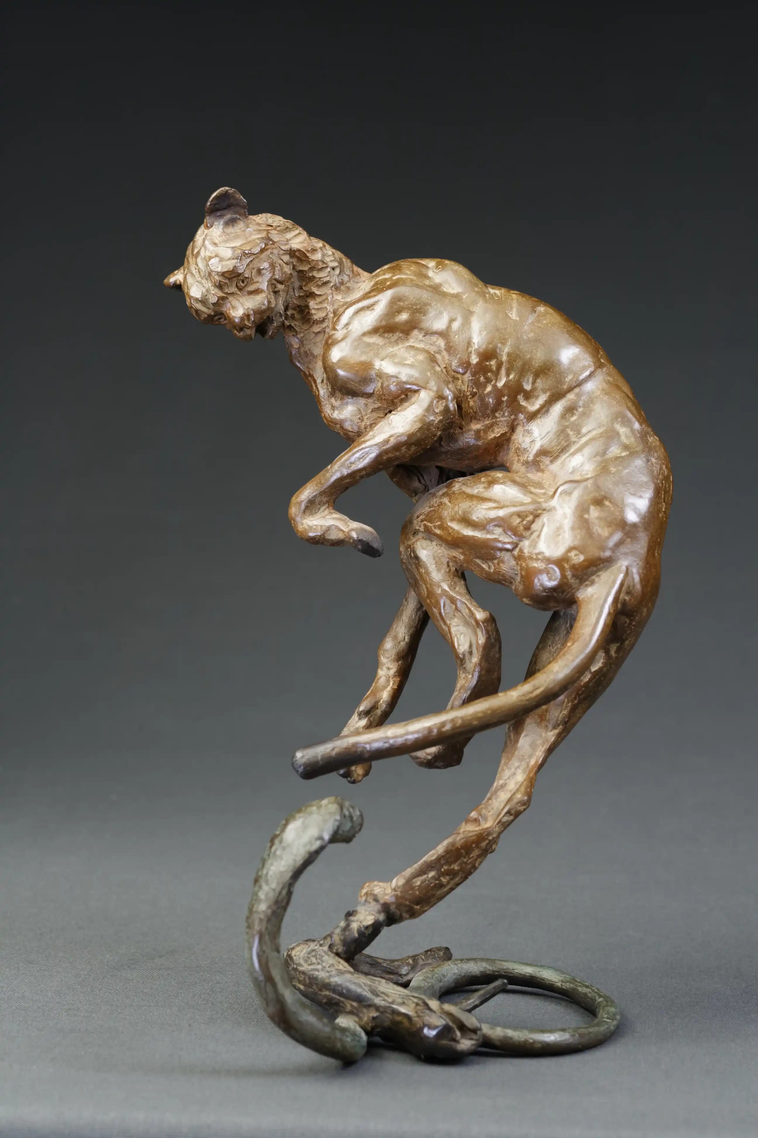 Guépard et cobra — vue 8