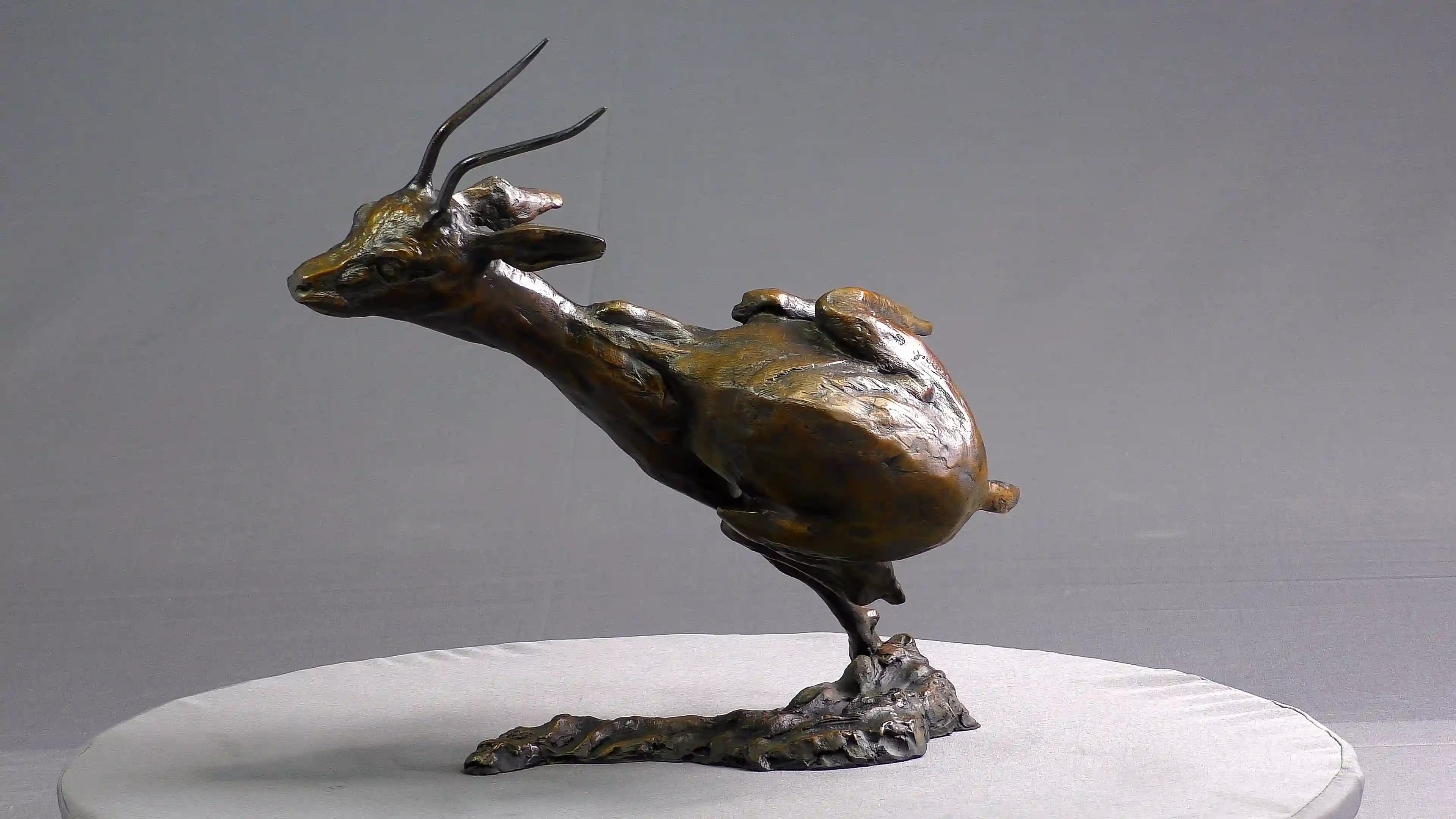 Affolement de gazelle — vue 2