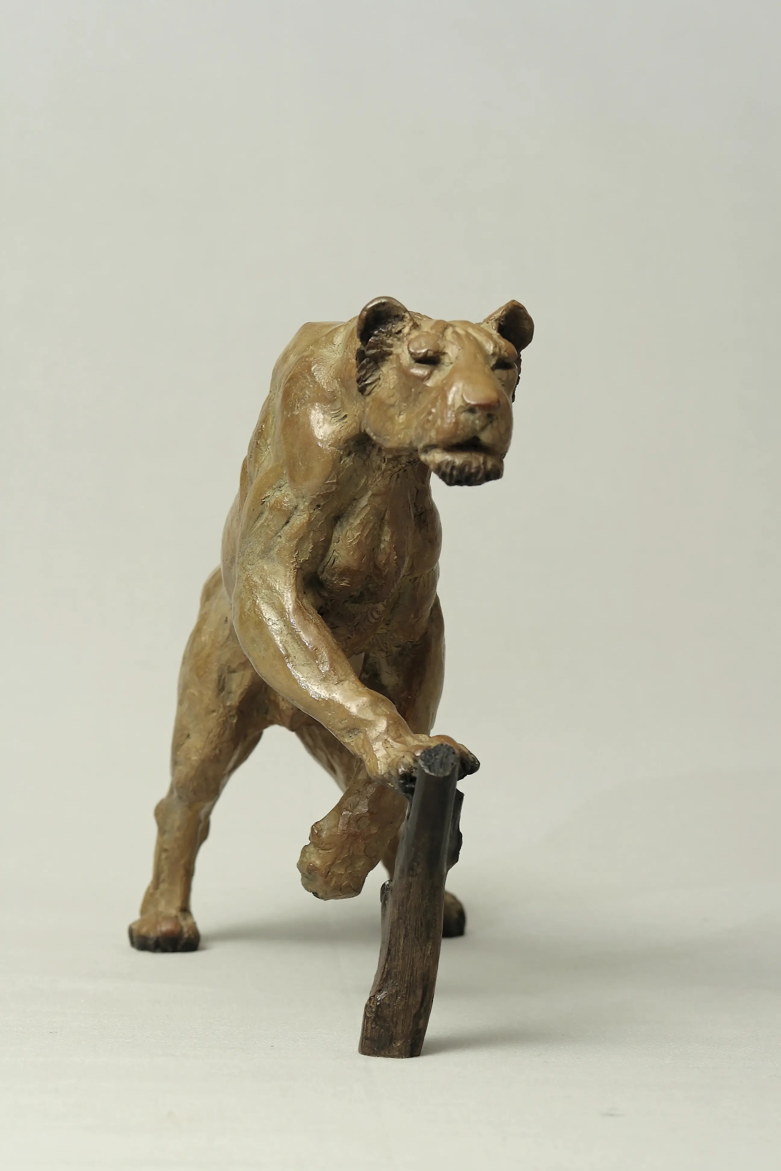 Lionne affamée — vue 4